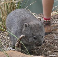 Young wombat with sanctuary worker